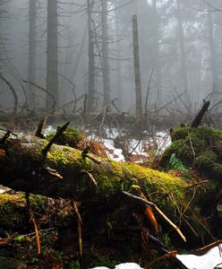 Mocny głos przeciwko wycince puszczy. Z tego pisma dowiesz się wszystkiego, co chcesz wiedzieć