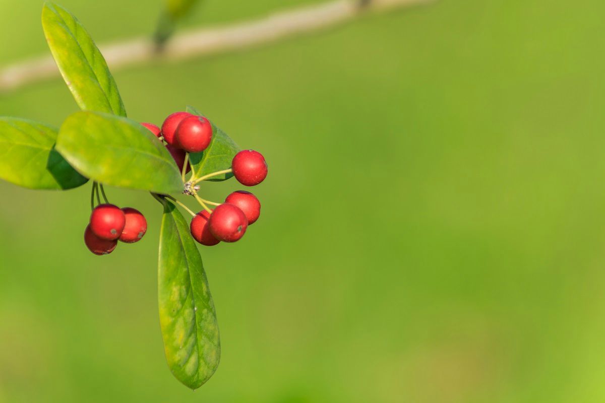 Cytryniec chiński to roślina, którą warto mieć w swoim ogrodzie. Fot. Freepik