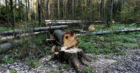 Polska odpowiada, co myśli o dowodach ws. wycinki puszczy. Jest reakcja Komisji