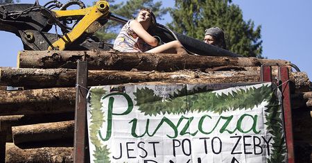 Polacy chcą zatrzymać rzeź drzew? Sondaż dla WP