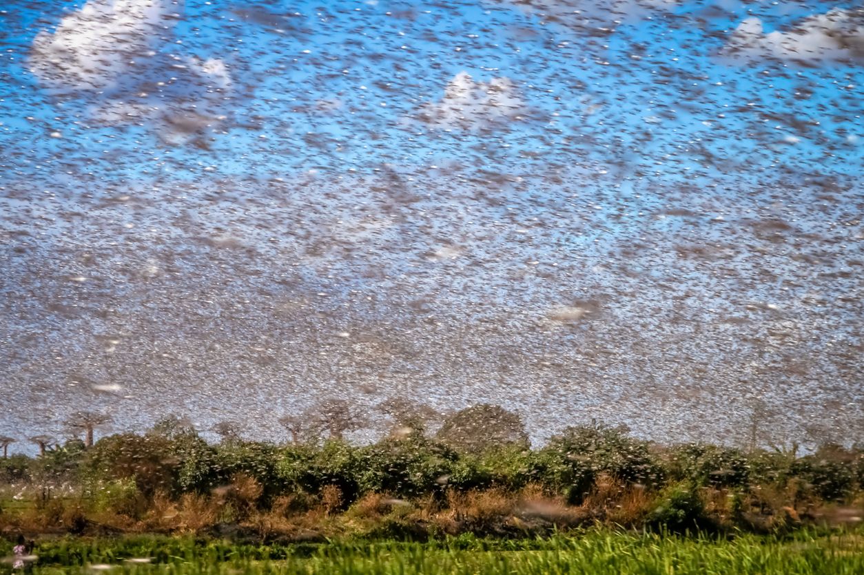 Roje szarańczy w Afryce. Największa plaga od lat