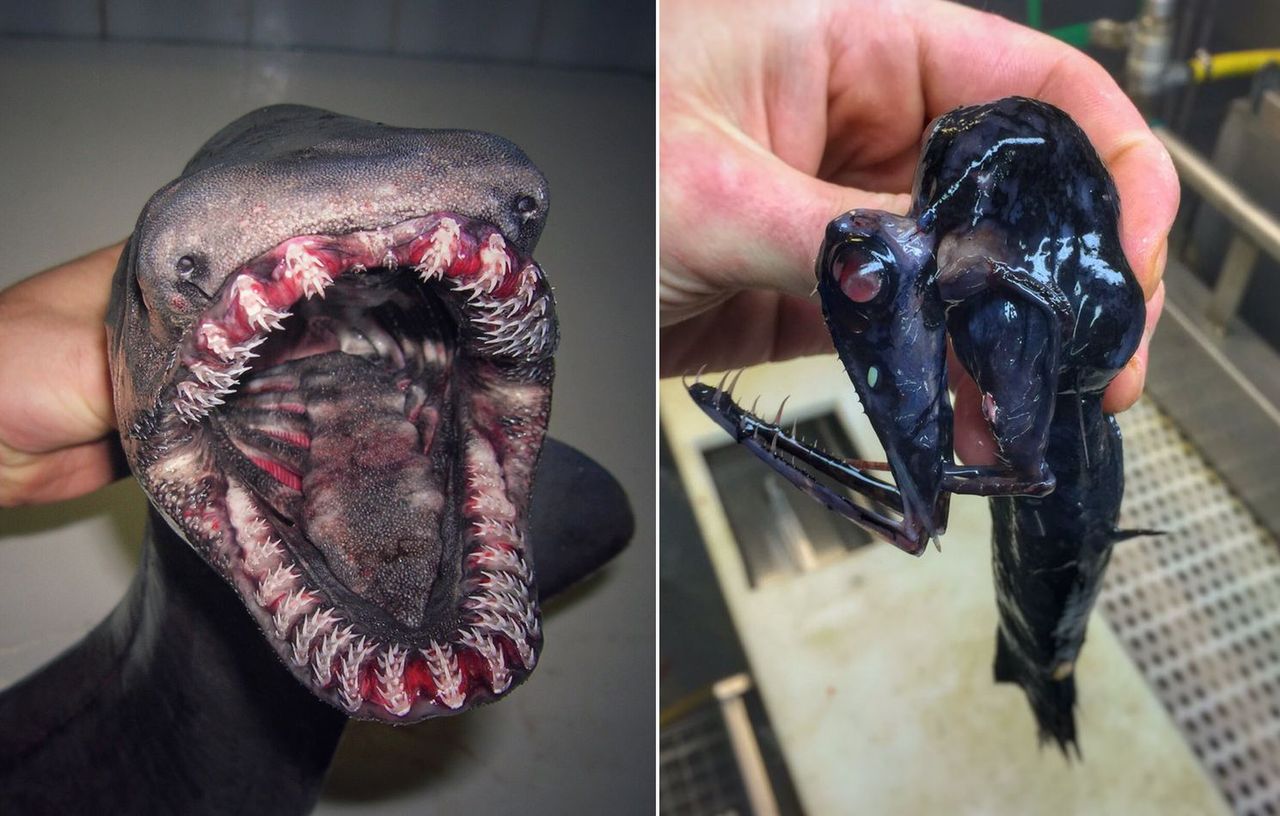 Rybak z Rosji wyławia stwory z głębin