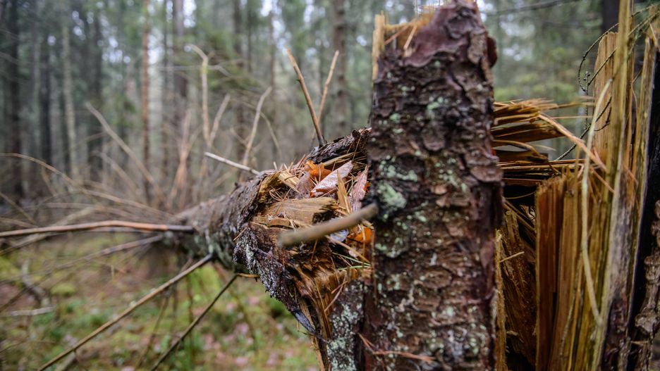 Wycince Puszczy Białowieskiej sprzeciwia się Unia Europejska