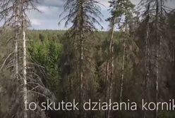 Lasy Państwowe pokazały nowy film. "Te drzewa są martwe. Trzeba działać"