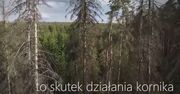 Lasy Państwowe pokazały nowy film. "Te drzewa są martwe. Trzeba działać"
