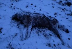 Bieszczady. Potężny wilk zagryziony w dolinie Sanu