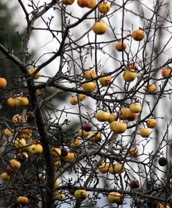 W Bieszczadach odkryto zdziczałe sady. Szalona cena za butelkę super-ekologicznego soku