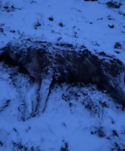 Bieszczady. Potężny wilk zagryziony w dolinie Sanu