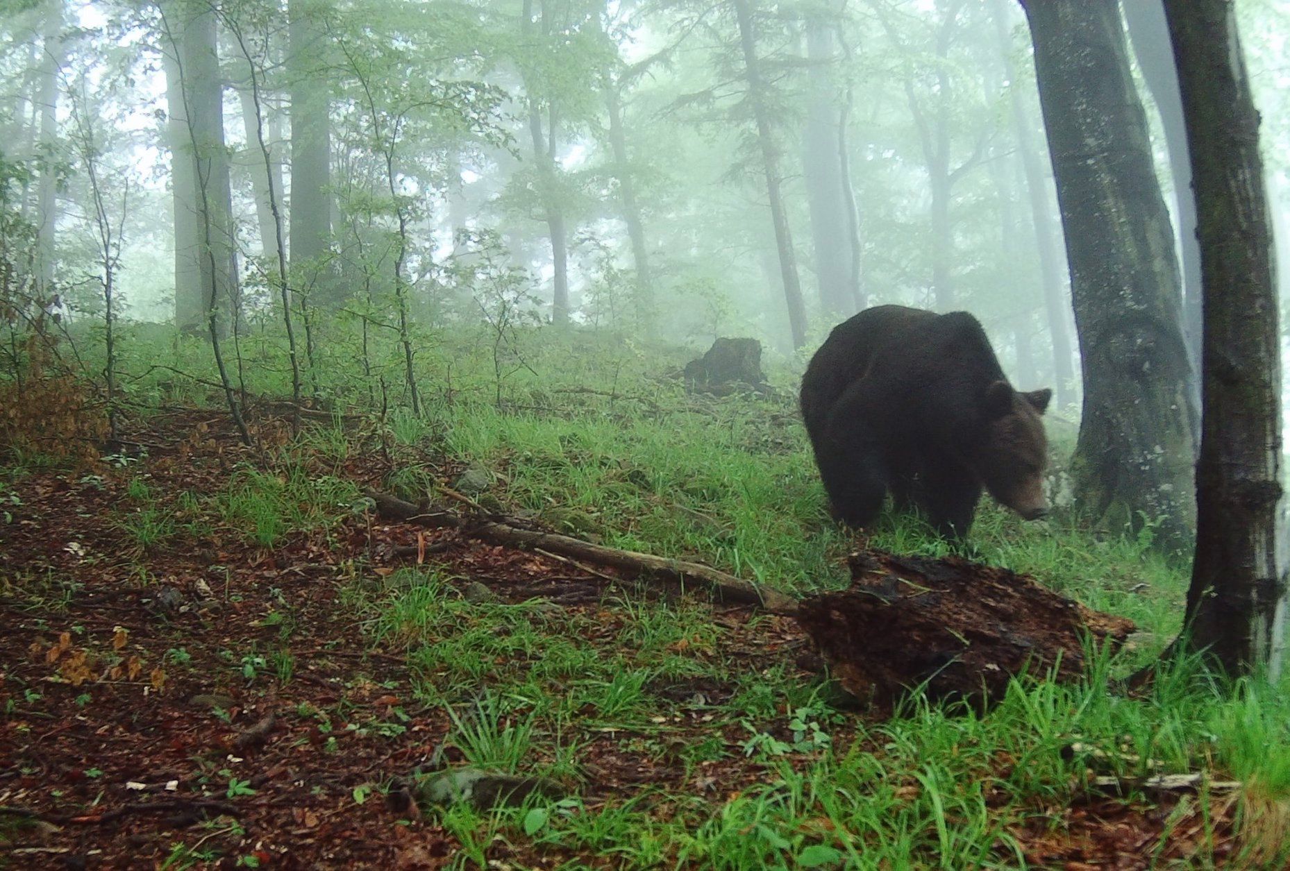 Nadleśnictwo Baligród, niedźwiedź uchwycony w obiektywie fotopułapki, Roman Pasionek 