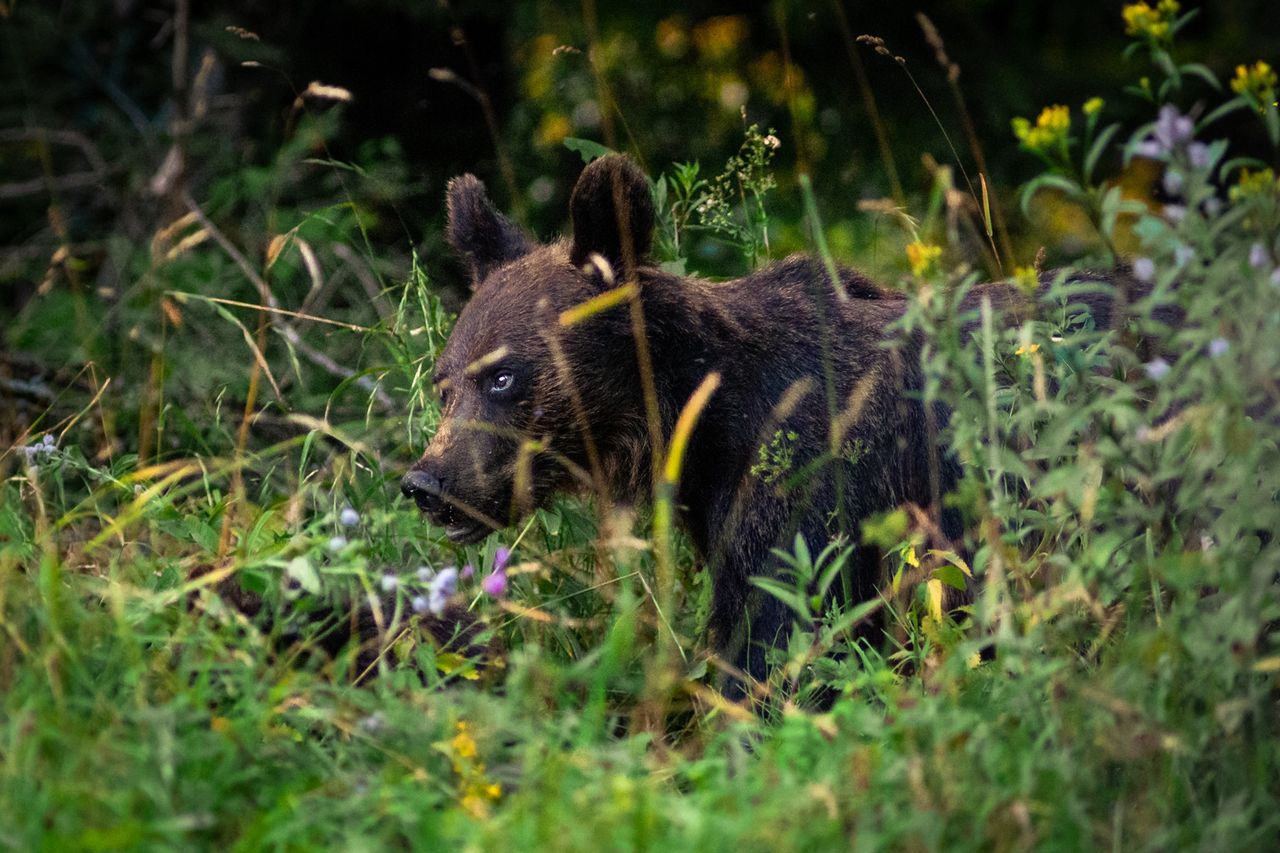 Bieszczady. "Ręce do góry, padnij, nigdy nie uciekaj", czyli co robić, gdy na szlaku stanie niedźwiedź