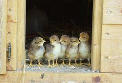 Pasza z soją GMO – od stycznia nie będzie można nią karmić zwierząt