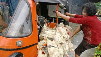 Ptasia grypa atakuje