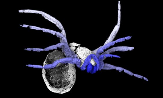 Tak wyglądały pająki 305 mln lat temu