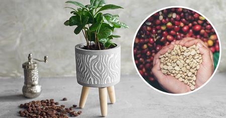 Kawowiec karłowaty (coffee arabica nana). Oto jak uprawiać kawę w doniczce