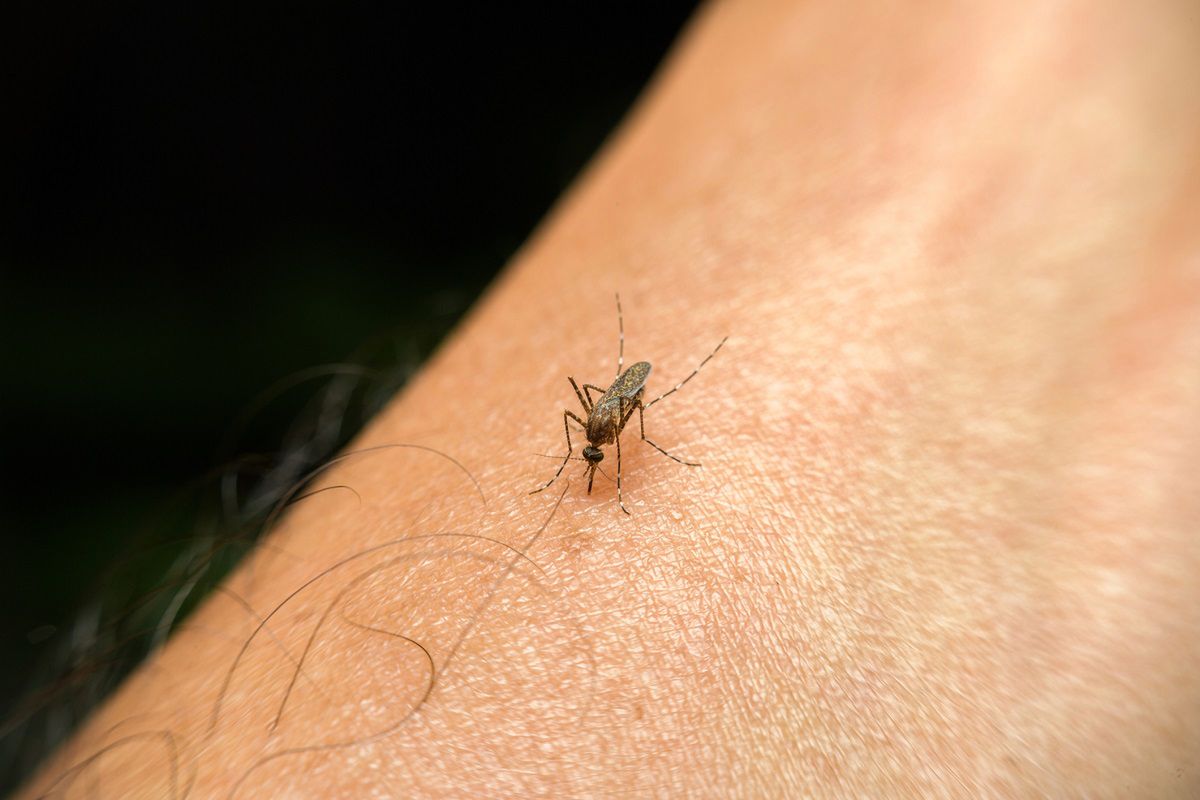 Które kolory przyciągają komary i kleszcze? Fot. Getty Images
