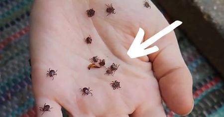 Siekam i zalewam, a potem pryskam tym cały ogród. Już zapomniałam, jak wygląda kleszcz