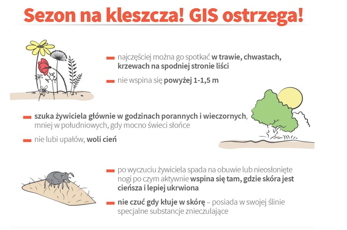 Główny Inspktorat Sanitarny przygotował infografikę, która może pomóc nam właściwie chronić się przed kleszczami 