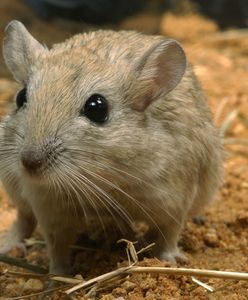 Uczeń bestialsko zabił myszoskoczki, a później rzucał ich szczątkami po klasie