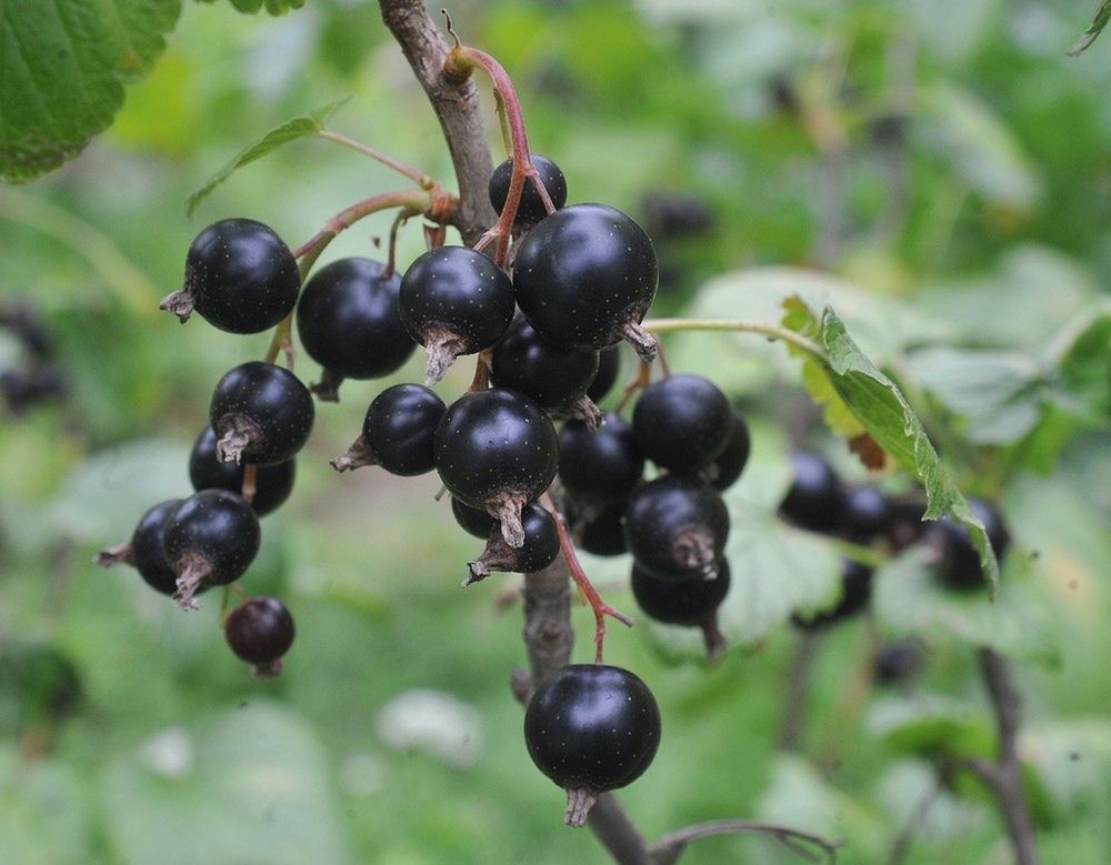 Plantator na owocach dużo nie zarobi. To pośrednicy zgarniają najwięcej