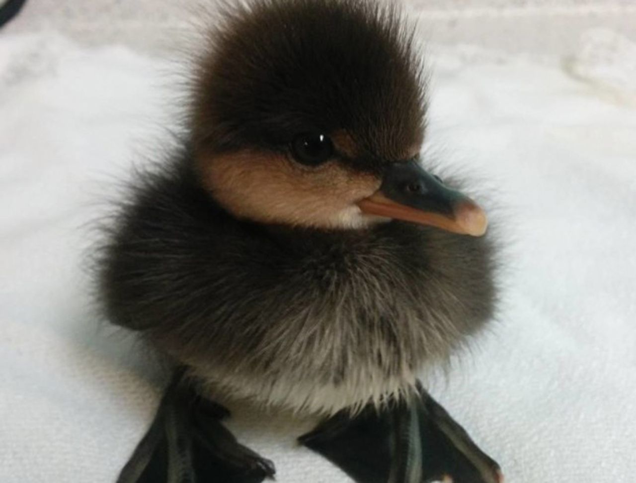 Nowe ulubione zwierzęta internetu. Lepsze niż psy i koty?