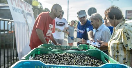 Czarna porzeczka przekleństwem plantatorów. Będą niszczyć krzaki?