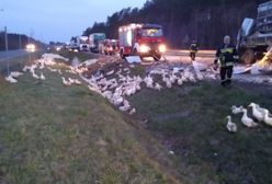Wypadek tira na S8. Dziesiątki kaczek wpadły do rowu
