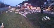 Wypadek tira na S8. Dziesiątki kaczek wpadły do rowu