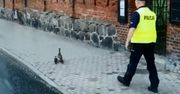 Szły ruchliwą drogą. Policjanci ruszyli na pomoc kaczkom
