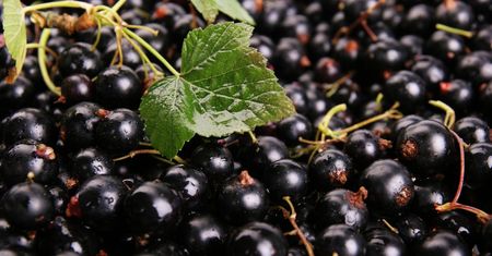 Ten owoc uprawia wiele osób w przydomowych ogrodach. Ma niezwykle cenne właściwości i zastosowanie