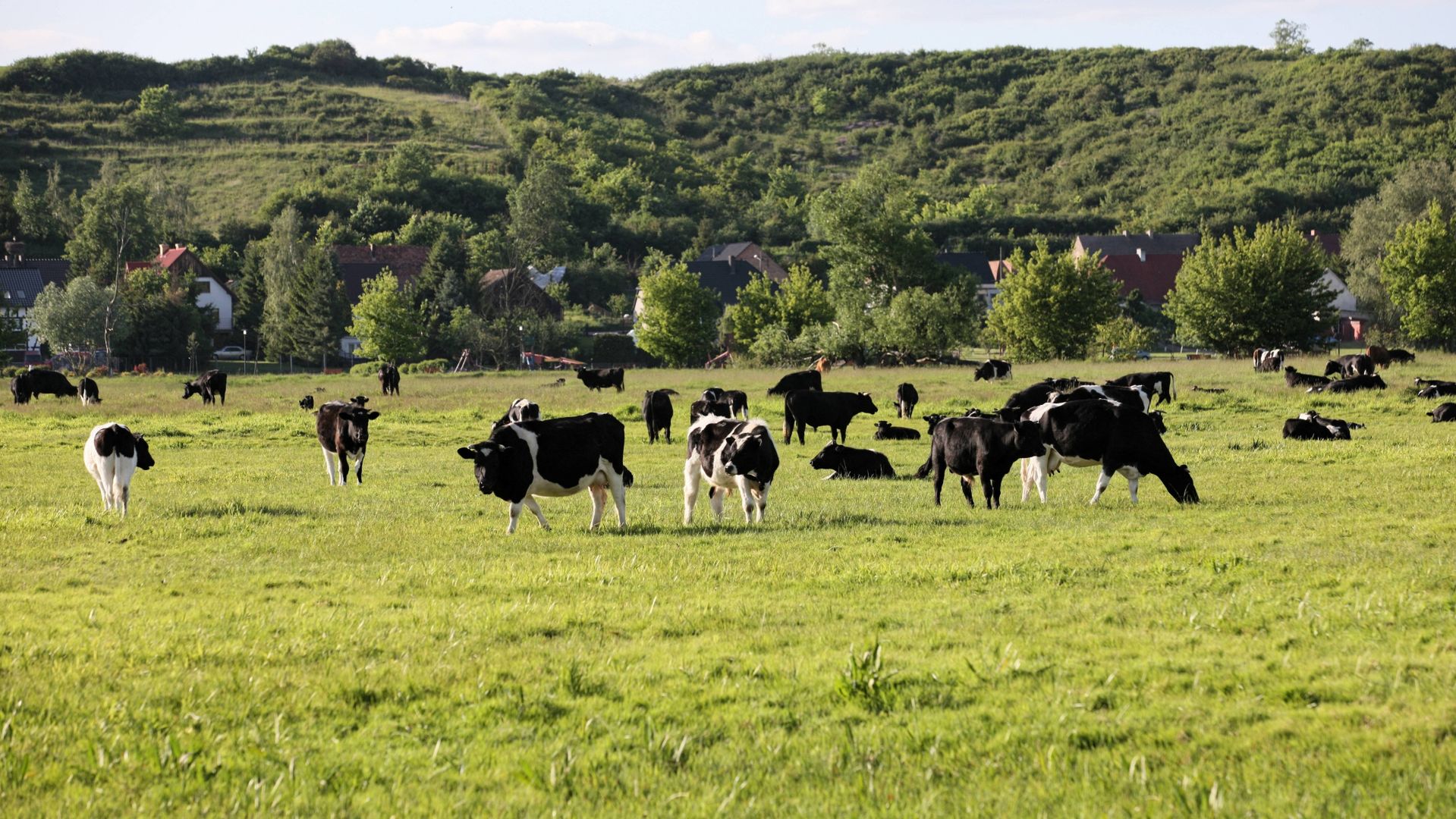 Wojna o stado krów. Ludzie się kłócą, a zwierzęta cierpią