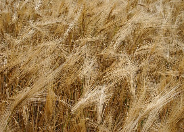 Gluten występuje w pszenicy, życie i jęczmieniu