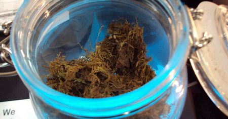 Marihuana przywraca pamięć. Opublikowali przełomowe wyniki badań