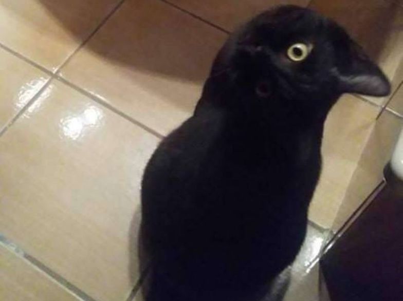Kot czy wrona? Ta iluzja optyczna jest hitem internetu 