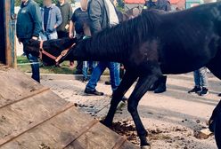 Znęcali się nad koniem na targu w Pajęcznie. Fundacja Viva! nagrała film