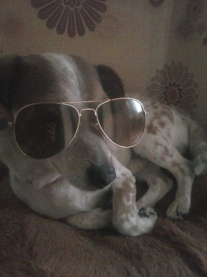 Tofik 