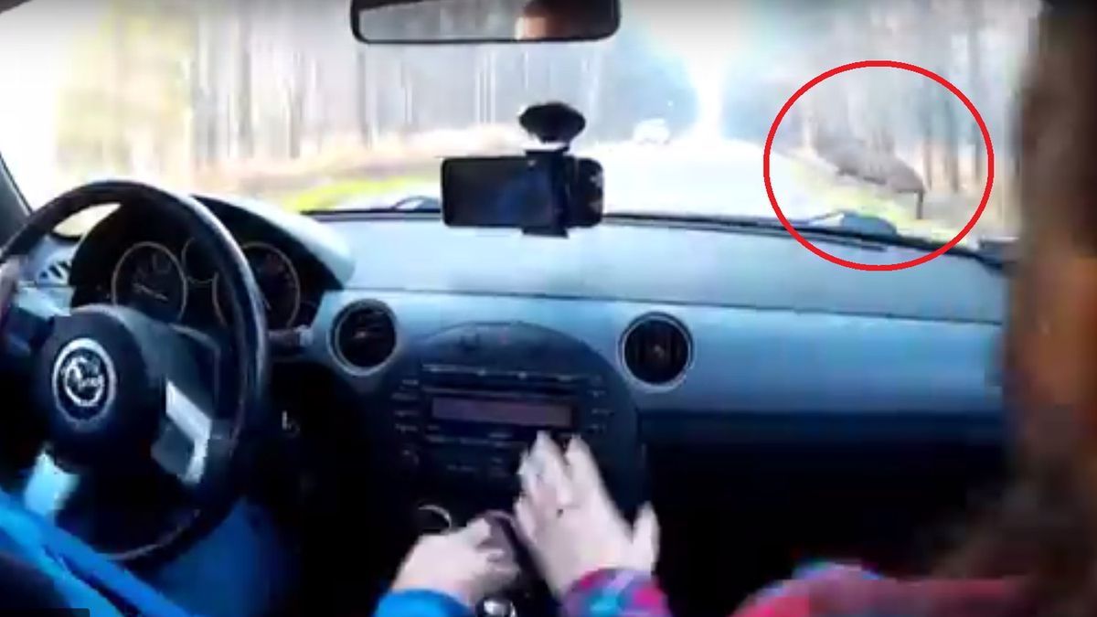 Przerażające nagranie wypadku na drodze krajowej. Jeleń wszedł prosto pod koła