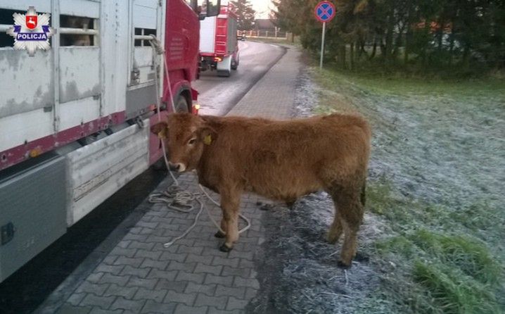 Wypadek ciężarówki przewożącej byki. Zwierzęta rozbiegły się po ulicy