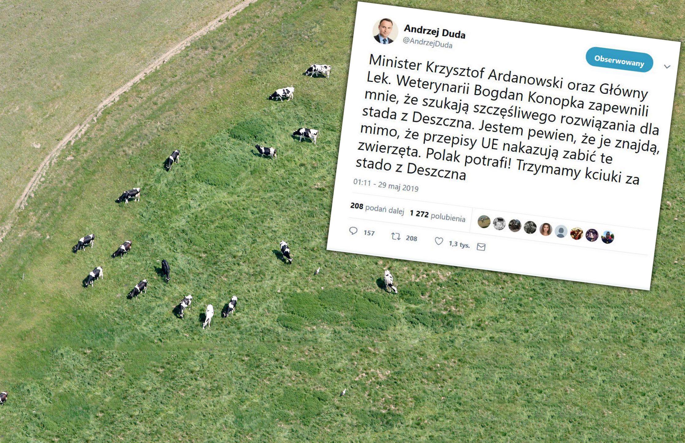 Obrony krów podjęli się Prezydent oraz Jarosław Kaczyński. 