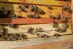 Nowe fakty w sprawie wytrucia 2,5 miliona pszczół w Chmielniku. Są wyniki badań toksykologicznych