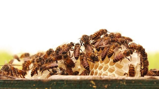 Pszczoły na plastrze miodu