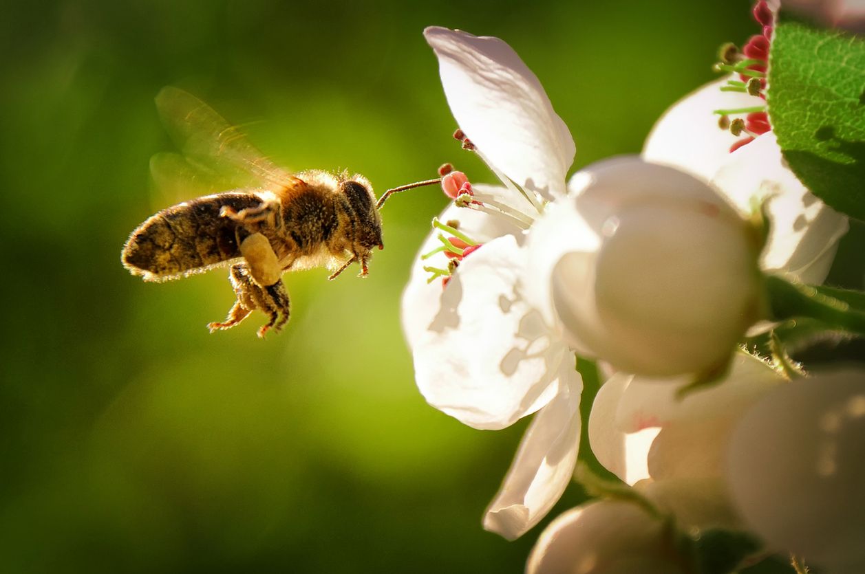 Masowa śmierć pszczół w Brazylii. W ciągu 3 miesięcy zginęło 500 milionów