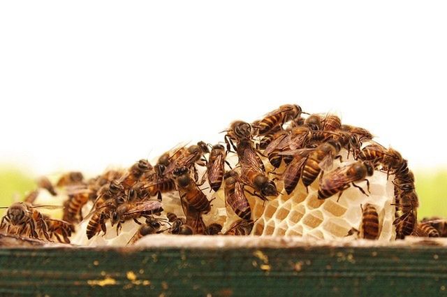 Penis najbardziej wrażliwy na ukąszenia. Antynoble 2015 wręczone