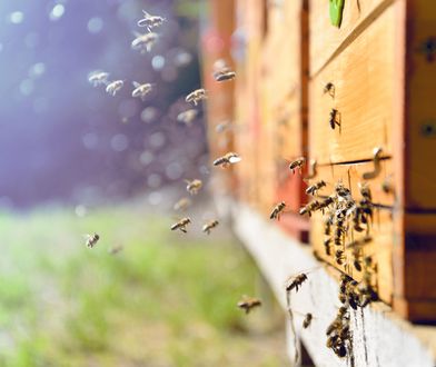PE w obronie pszczół. Zapylanie warte jest 15 mld euro rocznie