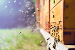 PE w obronie pszczół. Zapylanie warte jest 15 mld euro rocznie