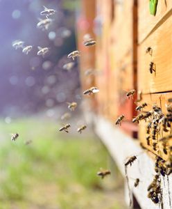 PE w obronie pszczół. Zapylanie warte jest 15 mld euro rocznie