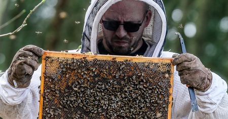 Zgnilec amerykański atakuje pszczoły. Będą duże straty