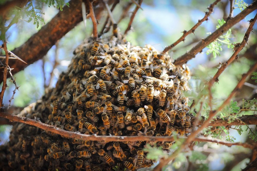 Katastrofa ekologiczna na Pomorzu. Tysiące pszczół martwych