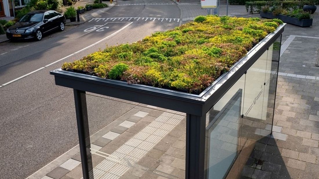 utrecht holandia pszczoły