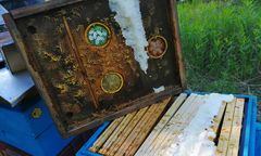 250 tys. pszczół zabitych pod Serockiem. Ktoś wpuścił piankę budowlaną