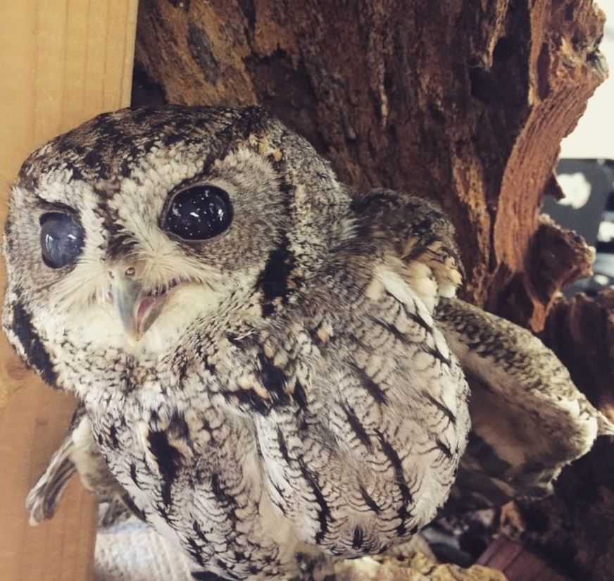 Zeus The Blind Owl/instagram